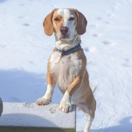 Give your furry friends an extra hug today—it's #LoveYourPetDay! πΎ  Our pet-friendly community is the perfect place for you and your furry companions to feel right at home.  #WoodlandMeadows #ClintonTownshipMIApartments Give your furry friends an extra hug today—it's #LoveYourPetDay! πΎ  Our pet-friendly community is the perfect place for you and your furry companions to feel right at home.  #WoodlandMeadows #ClintonTownshipMIApartments